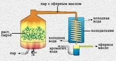 З чого і як отримують ефірні масла, аромати і квіти для здоров'я-краси (отримують) З чого і як отримують ефірні масла, аромати і квіти для здоров'я-краси