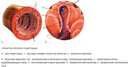 Позбутися від грибка - ефективно і назавжди (грибка) Позбутися від грибка - ефективно і назавжди
