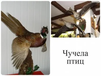 Як добути і оформити мисливський трофей за всіма правилами і відео про те, як трофеї оцінюють