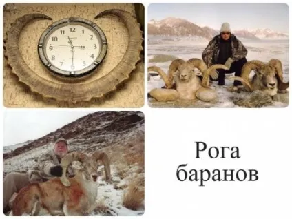 Як добути і оформити мисливський трофей за всіма правилами і відео про те, як трофеї оцінюють