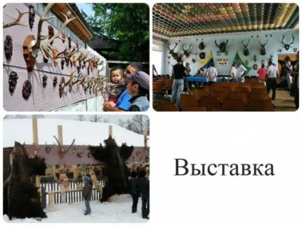 Як добути і оформити мисливський трофей за всіма правилами і відео про те, як трофеї оцінюють