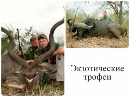 Як добути і оформити мисливський трофей за всіма правилами і відео про те, як трофеї оцінюють