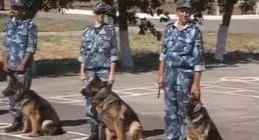 Які предмети потрібно здавати на навчання за професією кінолог (собака) Які предмети потрібно здавати на навчання за професією кінолог