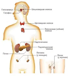 Які пептиди найважливіші (пептиди) Які пептиди найважливіші