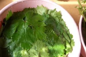 Як маринувати і солити листя винограду для долми на зиму (рецепт)
