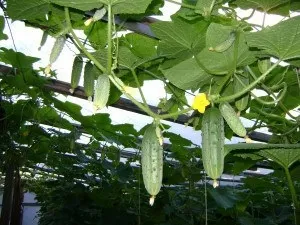 Які вибрати сорти огірків для теплиць і парників - частина друга