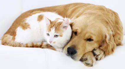 Як коти дружать з собаками