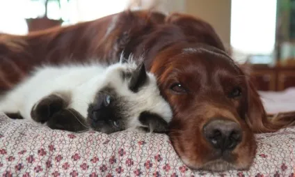 Як коти дружать з собаками
