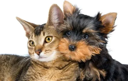 Як коти дружать з собаками