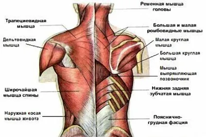 Як накачати круглі м'язи спини (накачати) Як накачати круглі м'язи спини