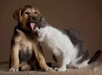 Як коти дружать з собаками