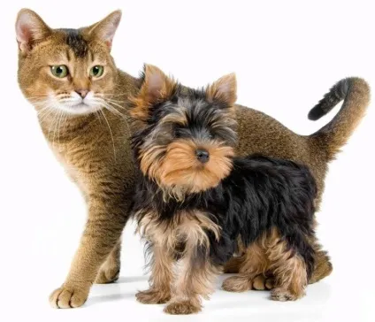 Як коти дружать з собаками