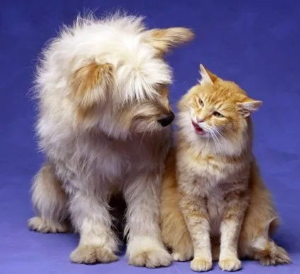 Як коти дружать з собаками
