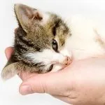 Як визначити, що ваша кішка захворіла (кішка) Як визначити, що ваша кішка захворіла