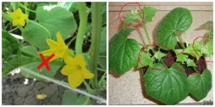 Як обривати огірки і чи потрібно це робити скарбничка корисних порад (корисних) Як обривати огірки і чи потрібно це робити скарбничка корисних порад