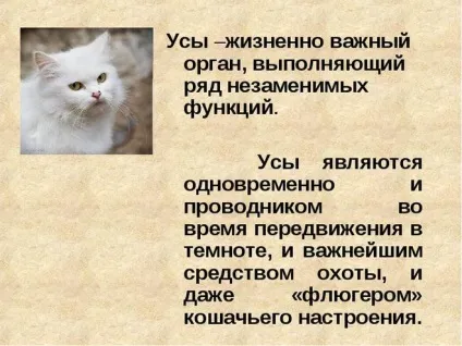 Як пояснити дитині, навіщо кішці потрібні вуса (кішка) Як пояснити дитині, навіщо кішці потрібні вуса