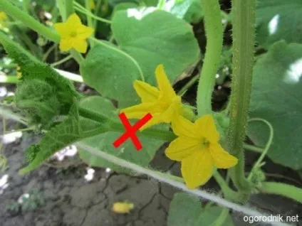 Як обривати огірки і чи потрібно це робити скарбничка корисних порад (обривати) Як обривати огірки і чи потрібно це робити скарбничка корисних порад