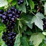 Як правильно удобрювати картопля (на картоплю) Як правильно удобрювати картопля