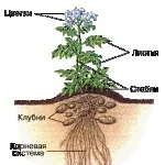 Як правильно удобрювати картопля (правильно) Як правильно удобрювати картопля