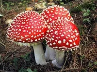 Як правильно їсти мухомори (є) Як правильно їсти мухомори