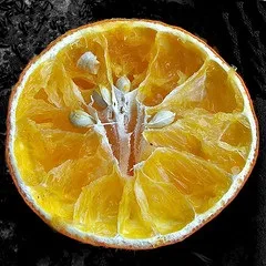 Як правильно пророщувати насіння апельсина (пророщувати) Як правильно пророщувати насіння апельсина