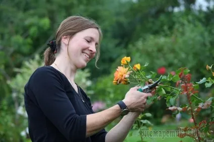 Як правильно обрізати троянди в саду (бічних пагонах залишають) Як правильно обрізати троянди в саду