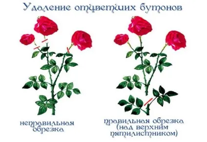 Як правильно обрізати троянди в саду (обрізати) Як правильно обрізати троянди в саду