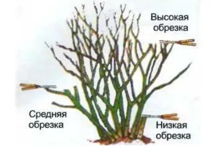 Як правильно обрізати троянди в саду (обрізати) Як правильно обрізати троянди в саду
