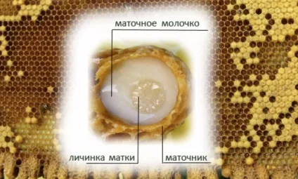 Як приймати маточне молочко, лікувальні властивості - королівського желе