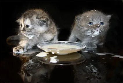 Як привчити кошеня до молока