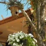Як прикрасити дерева в саду на дачі (4 фото) (дерева) Як прикрасити дерева в саду на дачі (4 фото)