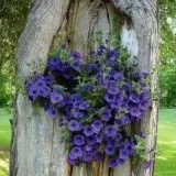 Як прикрасити дерева в саду на дачі (4 фото) (підвіска) Як прикрасити дерева в саду на дачі (4 фото)