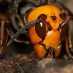 Як виглядає шершень (фото) (виглядає) Як виглядає шершень (фото)