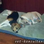 Як вилікувати собаку