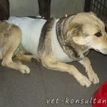 Як вилікувати собаку