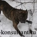 Як вилікувати собаку