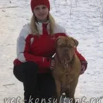 Як вилікувати собаку