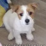 Як вилікувати собаку