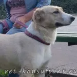 Як вилікувати собаку