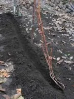 Як виростити глід з насіння (виростити) Як виростити глід з насіння