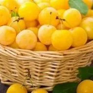 Як виростити аличу догляд і дозрівання плодів (аличу) Як виростити аличу догляд і дозрівання плодів