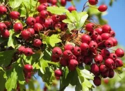 Як виростити глід з насіння (виростити глід насіння) Як виростити глід з насіння