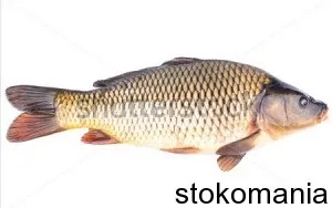 Як вивести в топ фото на shutterstock (вивести) Як вивести в топ фото на shutterstock