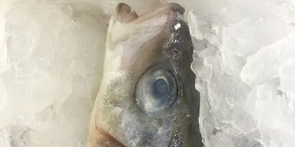 Як вибирати рибу і морепродукти