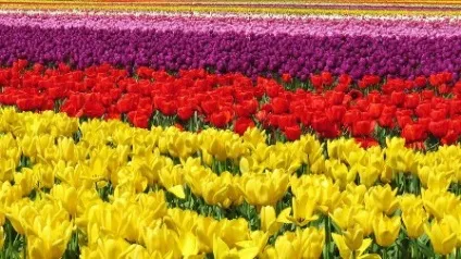 Як вирощують тюльпани в Голландії