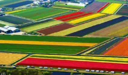 Як вирощують тюльпани в Голландії