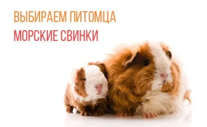 Як вибрати домашня тварина дитині що потрібно знати про догляд за морськими свинками (вибрати) Як вибрати домашня тварина дитині що потрібно знати про догляд за морськими свинками