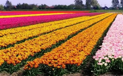 Як вирощують тюльпани в Голландії