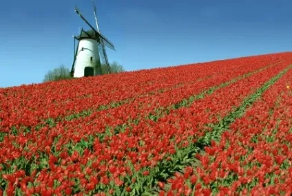 Як вирощують тюльпани в Голландії