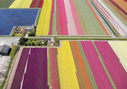 Як вирощують тюльпани в Голландії